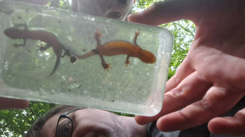 Amphibien & Reptilien im Karlsruher Weiherwald
